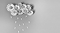 389-infiorate 