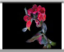 ceccarelli2 FOTOSHOW