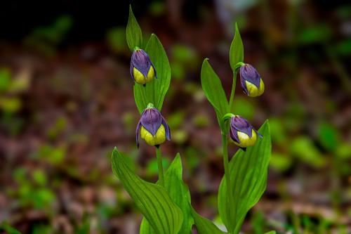 PASTORIS-GIOVANNA-TEMA-A-CYPRIPEDIUM 21° CONCORSO FOTOGRAFICO UIF-INTERNET 2024