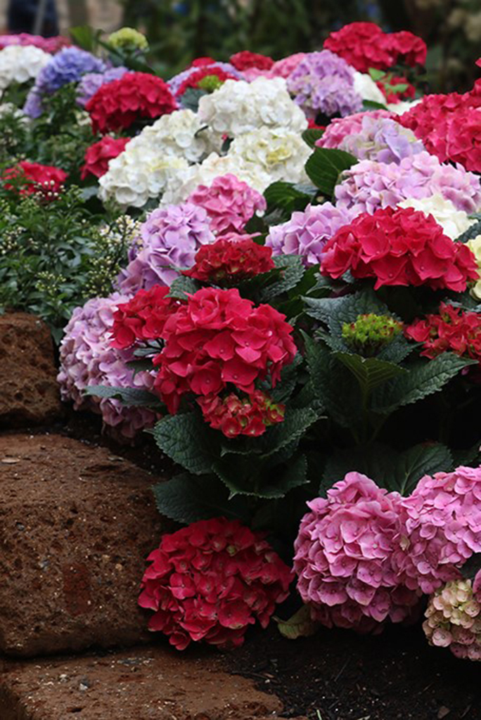 14 Euroflora, Genova 2025 di Angela Balbi