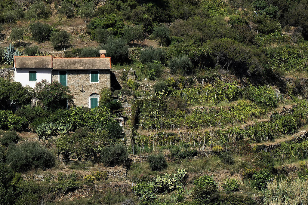 12-vigneti-eroici Angela Balbi