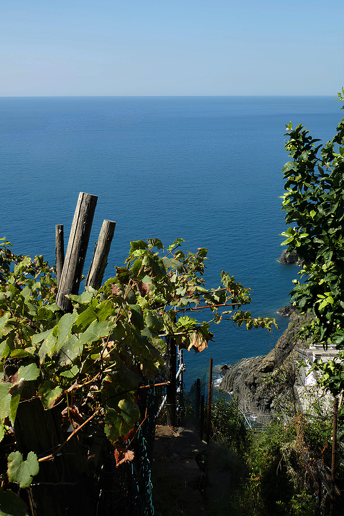 13-vigneti-sul-mare Angela Balbi