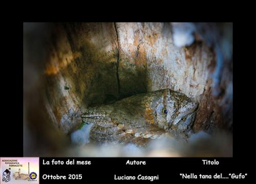 10-Foto-del-Mese-Ottobre-2015-Autore-Luciano-Casagni-Titolo-Nella-tana-del._._Gufo Associazione Fotografica Fornacette (PI)
