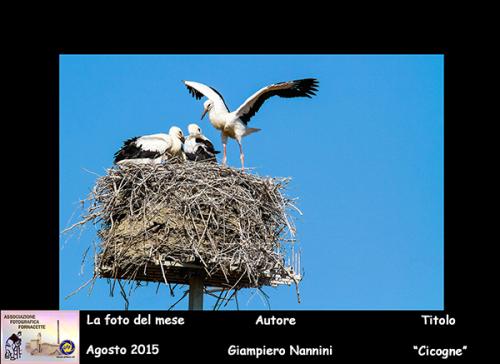 8-Foto-del-Mese-Agosto-2015-Autore-Giampiero-Nannini-Titolo-CICOGNE Associazione Fotografica Fornacette (PI)