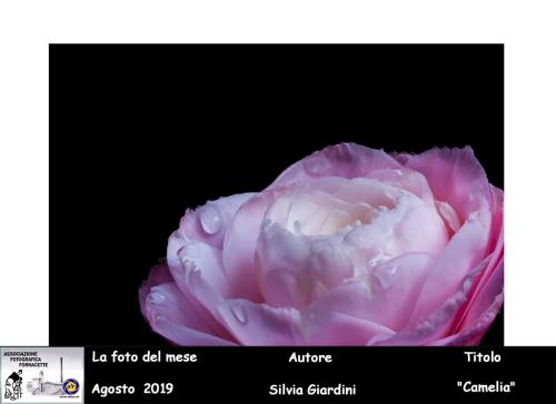 08-Foto-del-Mese-Agosto-2019-Autore-Silvia-Giardini-Titolo-Camelia Associazione Fotografica Fornacette (PI)