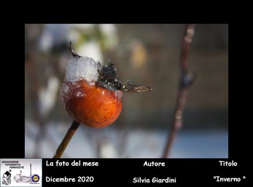 12-Foto-del-Mese-Dicembre-2020-Autore-Silvia-Giardini-Titolo-Inverno Associazione Fotografica Fornacette (PI)