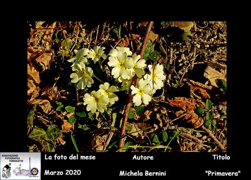 3-Foto-del-Mese-Marzo-2020-Autore-Michela-Bernini-Titolo-Primavera Associazione Fotografica Fornacette (PI)