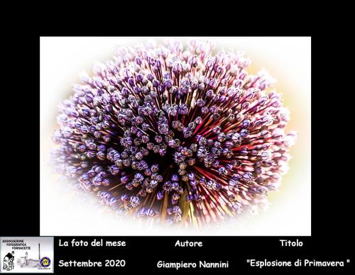 9-Foto-del-Mese-Settembre-2020-Giampiero-Nannini-Titolo-Esplosione-di-Primavera Associazione Fotografica Fornacette (PI)