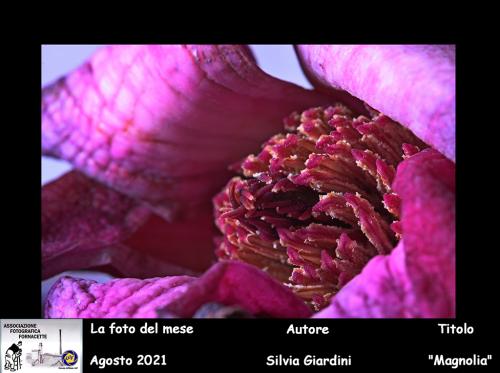 08-Foto-del-Mese-Agosto2021-Autore-Silvia-Giardini-Titolo-Magnolia Associazione Fotografica Fornacette (PI)