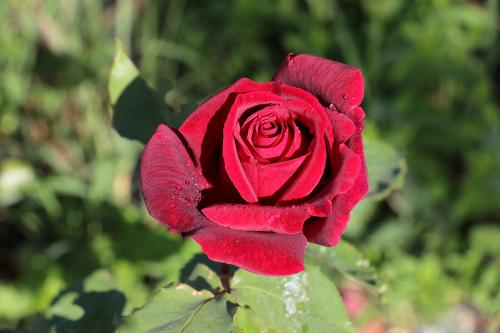 15-GERARDO-MARZANO-DITELO-CON-UNA-ROSA Collettiva fotografica Autori UIF della provincia di Lecce