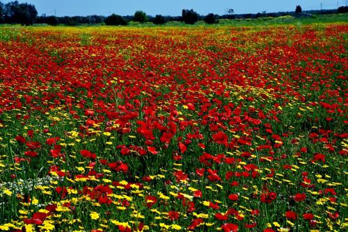 22-FERNANDO-SPIRITO-CAMPO-DI-PAPAVERI Collettiva fotografica Autori UIF della provincia di Lecce