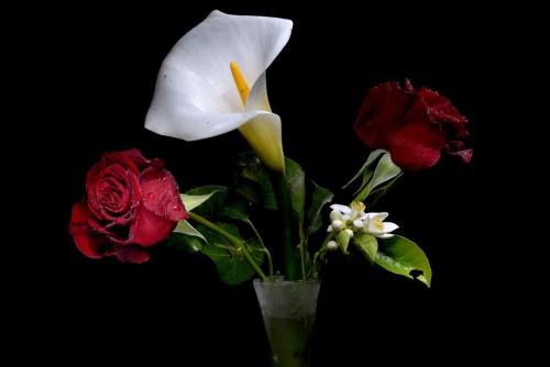 23-FERNANDO-SPIRITO-ROSE-E-CALLA Collettiva fotografica Autori UIF della provincia di Lecce