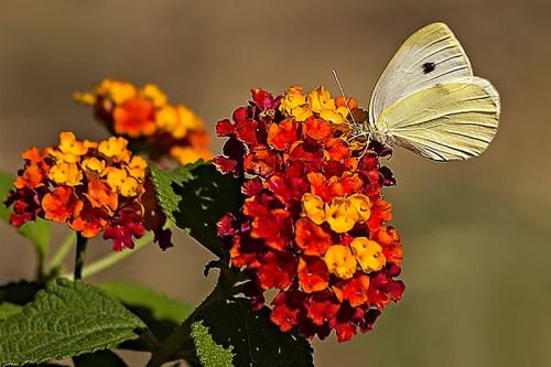 A.-BONELLI-LA-LANTANA-OSPITALE Circolo Fotografico Immagine Monreale (PA)