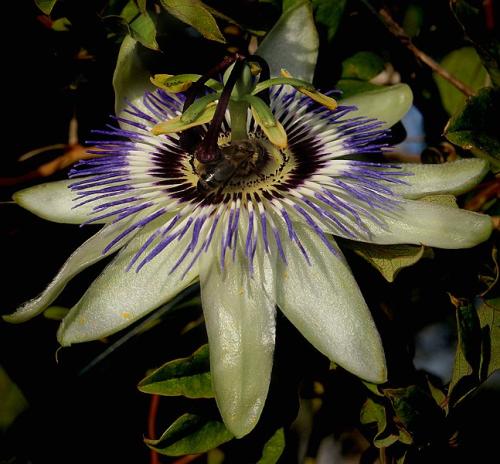 A.BONELLI-PASSIFLORA Circolo Fotografico Immagine Monreale (PA)
