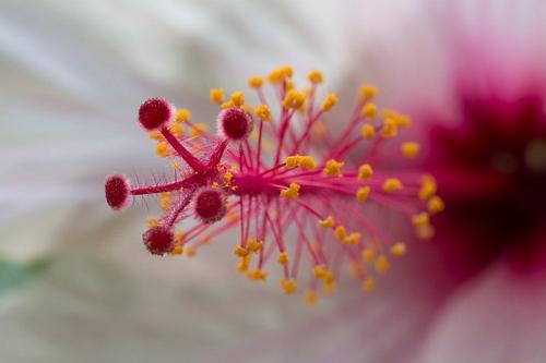 E.-DI-PRIMA-DETTAGLI-DI-HIBISCUS Circolo Fotografico Immagine Monreale (PA)
