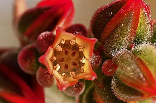 E.-DI-PRIMA-DETTAGLI-NATURALI Circolo Fotografico Immagine Monreale (PA)