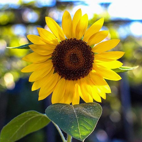 E.-DI-PRIMA-GIRASOLI Circolo Fotografico Immagine Monreale (PA)