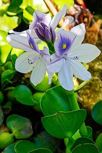 E.-DI-PRIMA-IRIS Circolo Fotografico Immagine Monreale (PA)