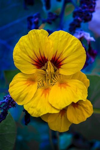 G.ARTALE-CAPPUCINA-TROPAEOLUM-MAJUS Circolo Fotografico Immagine Monreale (PA)