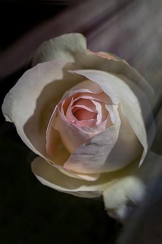 G.ARTALE-LA-LUCE-DI-UNA-ROSA Circolo Fotografico Immagine Monreale (PA)