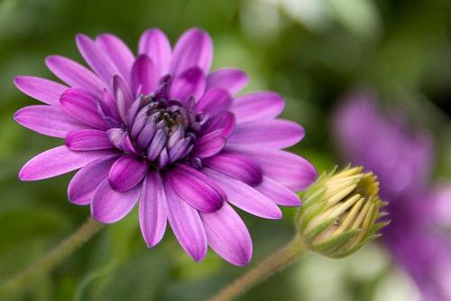 V.ARTALE-LA-BELLA-CINERARIA Circolo Fotografico Immagine Monreale (PA)