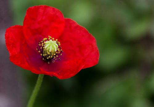 V.ARTALE-ROSSO-SOLITARIO Circolo Fotografico Immagine Monreale (PA)