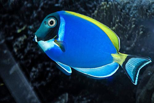 E.-DI-PRIMA-ATTRAZIONI-DACQUARIO Circolo Fotografico Immagine Monreale (PA)