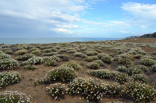 22-Mirella-Guarnieri-Dune-di-Casalbordino Collettiva fotografica Autori La Genziana di Pescara