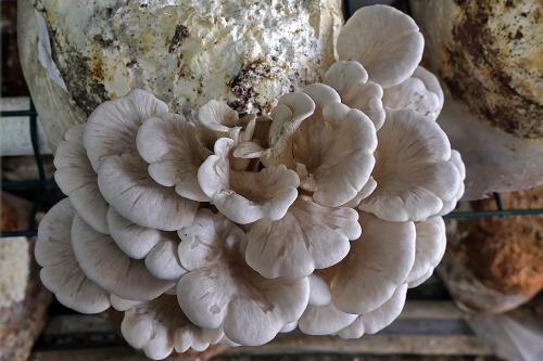 piazzini-renato-i-funghi-dai-fondi-del-caffe Collettiva soci della Regione Toscana