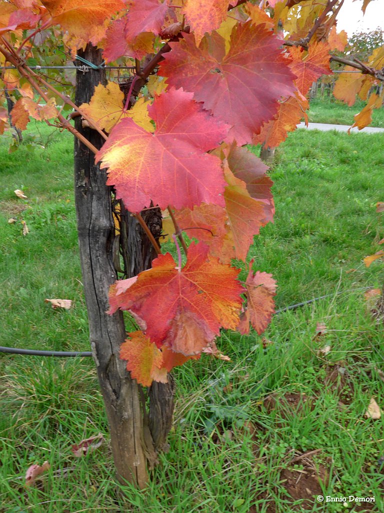 18-P1000777.B-SLO-Stanjel-Vigneti-Foglie-Rosse Ennio Demori