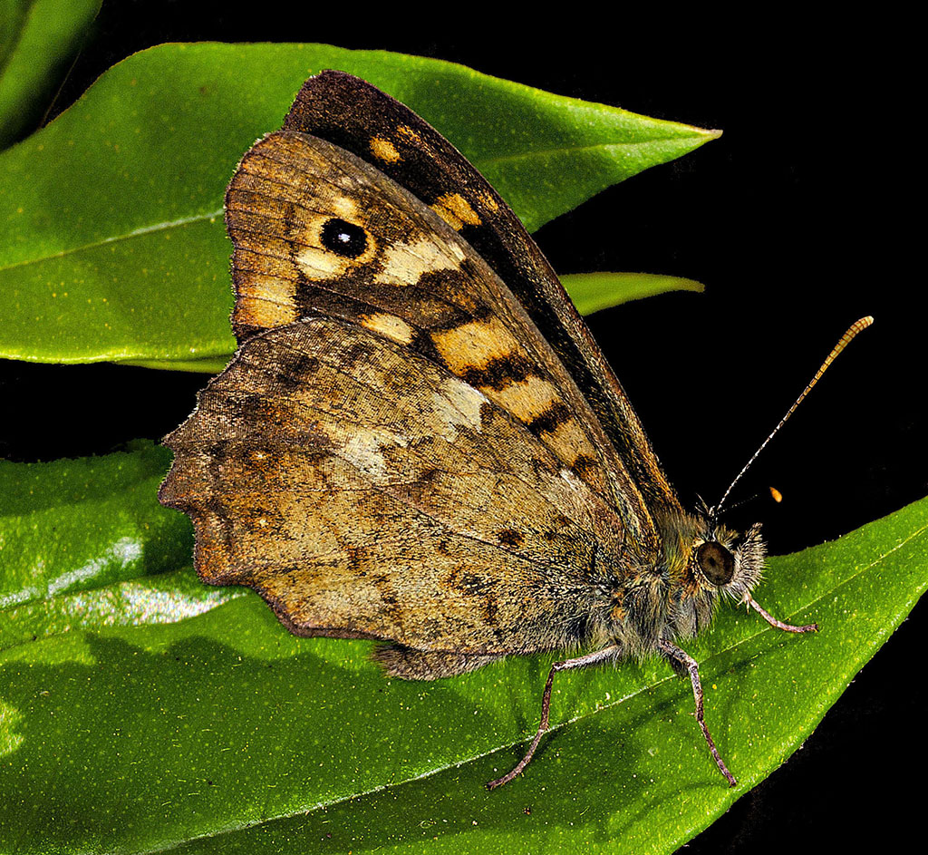 5 Massimo Puccetti