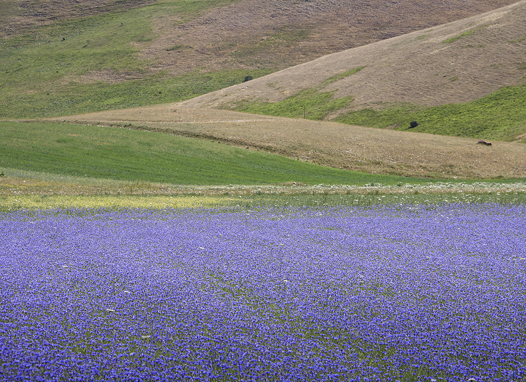Cornflowers11 Monica Giudice