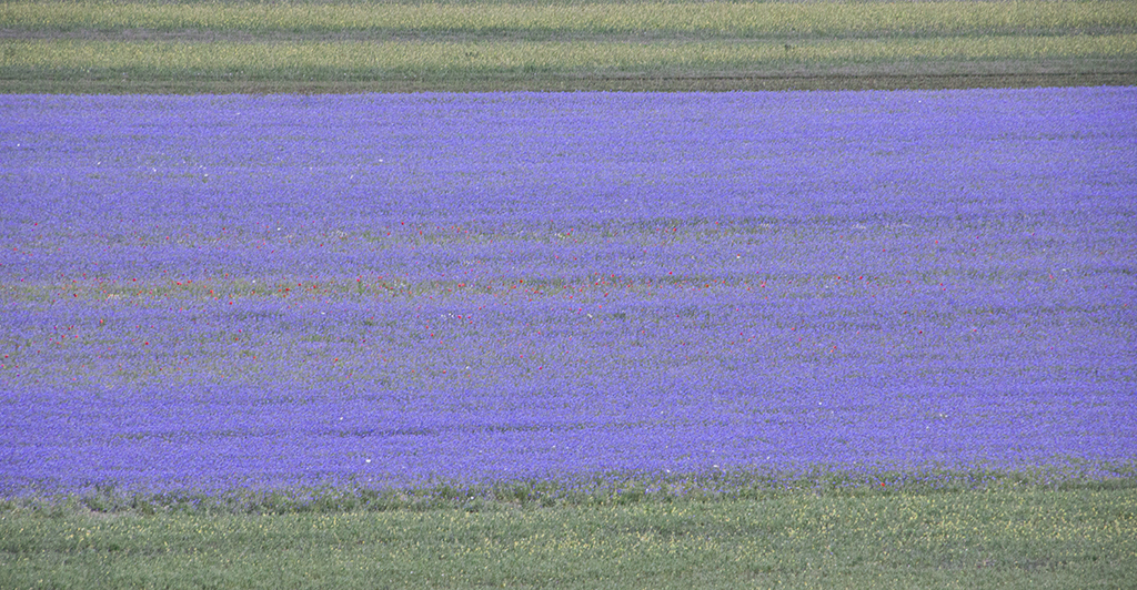 Cornflowers5 Monica Giudice