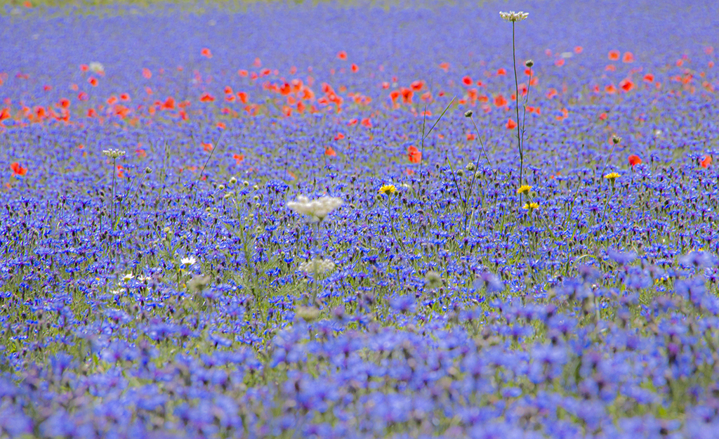 Flowers13 Monica Giudice