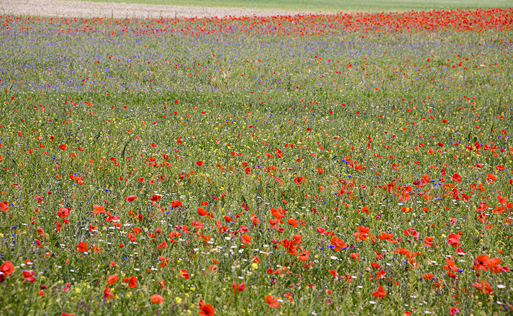 Flowers14 Monica Giudice