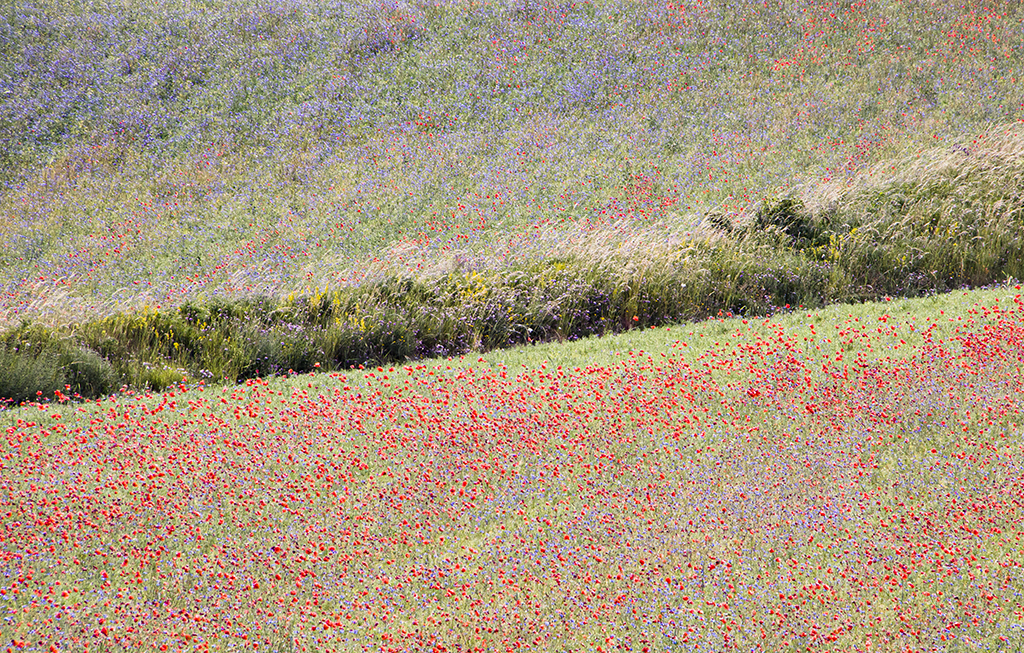 Flowers16 Monica Giudice