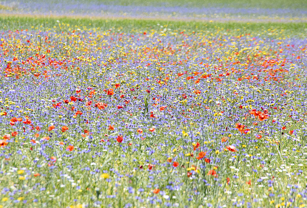Flowers4 Monica Giudice