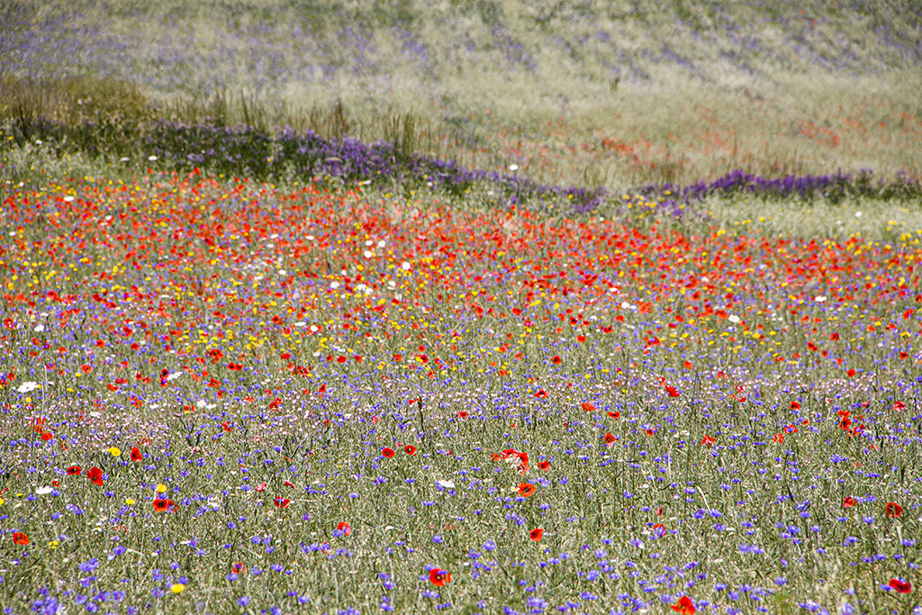 Flowers9 Monica Giudice