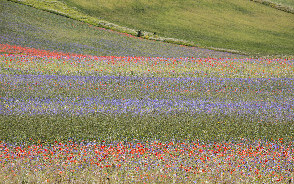 Red-poppies50 Monica Giudice
