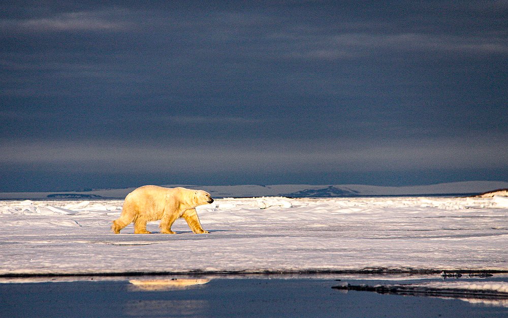 Polar-bear123 Monica Giudice