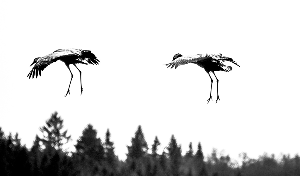 Cranes15 Monica Giudice