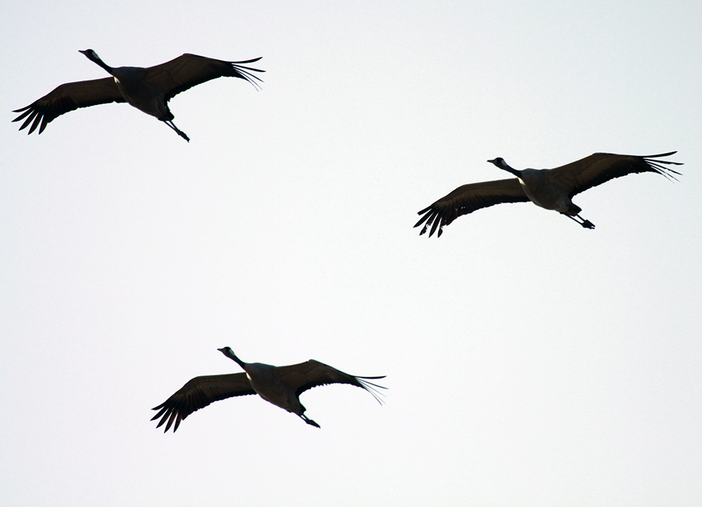 Cranes3 Monica Giudice