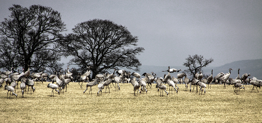 Cranes33 Monica Giudice