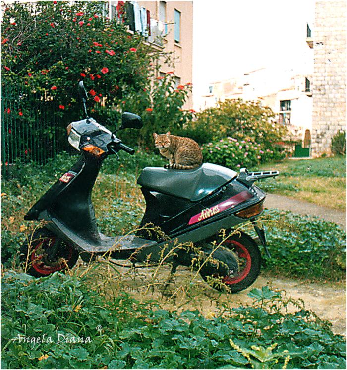 gatto.moto_.uif_ Angela Diana Di Francesca