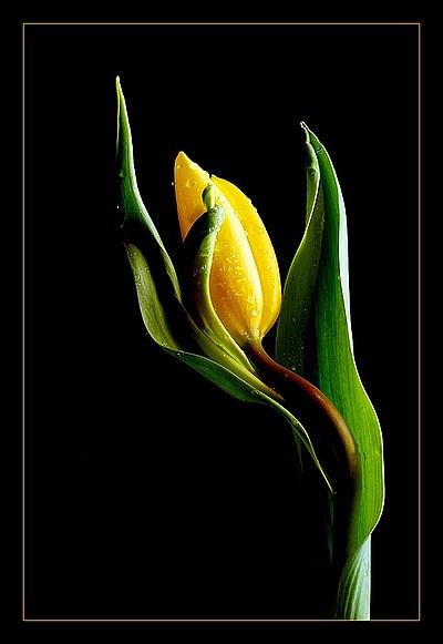 DSC_0003-tulip Antonello Venturelli