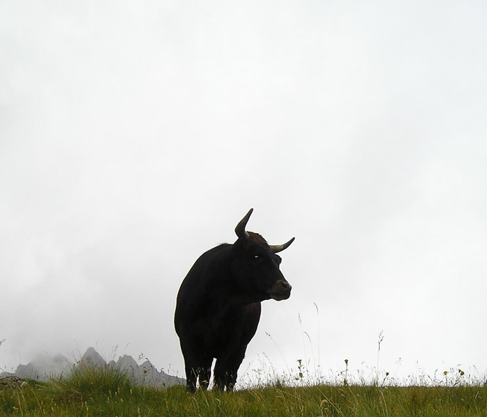 VACHE Daniele Ronc