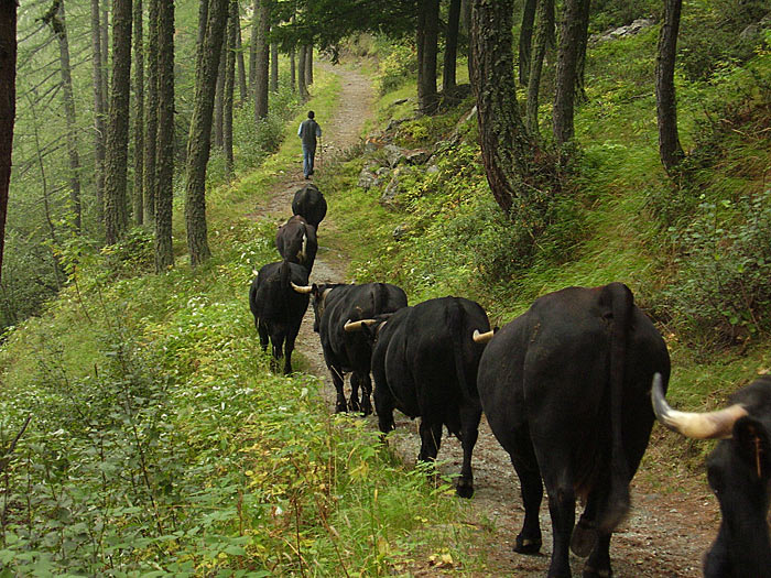 VERSO-FONDOVALLE Daniele Ronc