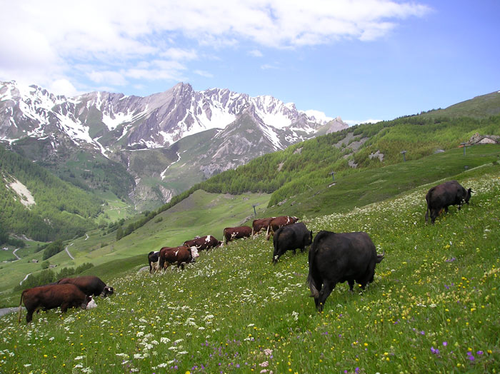 erba-bunna Daniele Ronc