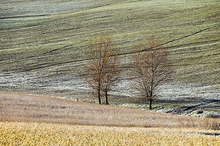 211207Gabbiano016 Francesco Cosi