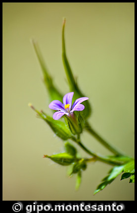 simply-macro Gipo Montesanto